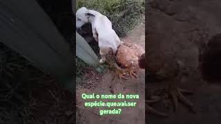 Qual o nome da nova espécie que vai ser gerada depois desse cruzamento shortvideos humor comedy [upl. by Suzzy]