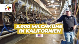 3 000 Milchkühe in Kalifornien [upl. by Eillas541]