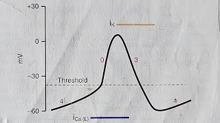 11 Sino Atrial Action Potential  ionic basis   video 11th from CVS Cardiac Action Potential [upl. by Eical]