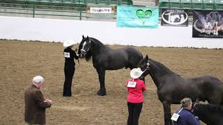 NV Gypsy Fest quotSamuelsquot 1st Horse Show [upl. by Shandra]