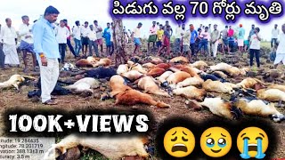 పిడుగు వల్ల 70 గోర్లు మృతి 🥺sheep videos in Telugu [upl. by Llerrod]