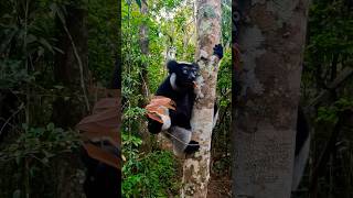 Lemur Enjoying a Meal 😍 [upl. by Cirda]