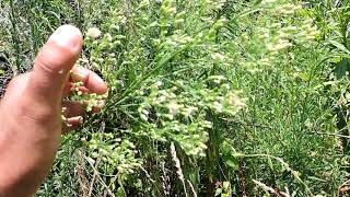 Capital Naturalist Horseweed  Mares tail [upl. by Gnilyarg180]