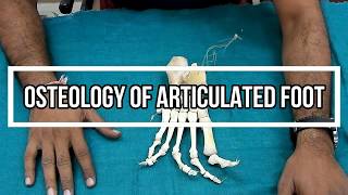 Osteology of Articulated Foot [upl. by Lonna41]