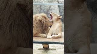 quotCouple Goalsquot Lions in Love Heartwarming Compilation  Happy TV [upl. by Almeta]