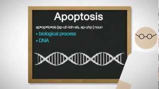 What is Apoptosis Heres How Apocaps Can Benefit Your Dog [upl. by Salamanca]