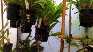 Cool growing Orchids Set up Orchid Care and tips For Dracula and Other cool growing Orchids [upl. by Vala]