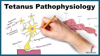 Tetanus Pathophysiology Mechanism of Action [upl. by Lomaj]