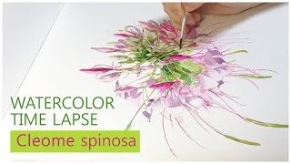 Cleome spinosaflower watercolor speed paintingFull ver [upl. by Noet]