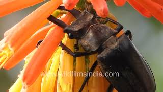 Stag beetle explores a Red Hot Poker or Kniphofia bloom at wildfilmsindia Himalayan botanical garden [upl. by Reggis]