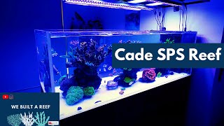 REEF TANK PERTH AUSTRALIA Cade 1800 peninsula SPS DOMINANT [upl. by Kurtis325]