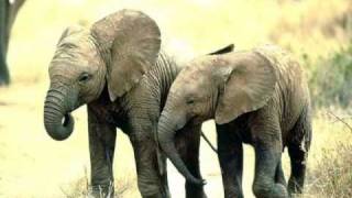 Elefante Africano  African elephant and the human nature [upl. by Anitak]