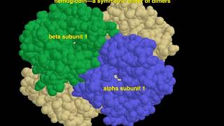 oligomeric proteins [upl. by Ellatnahc]