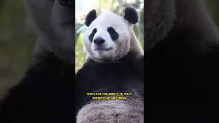 Why Are Pandas Still Endangered [upl. by Amice]