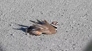 Killdeer  Broken wing display  Part 1 [upl. by Akinak428]