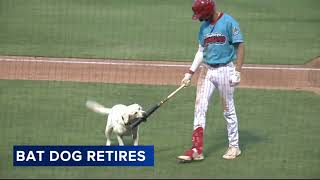 Beloved 13yearold bat dog for Clearwater Threshers retires [upl. by Latrice]