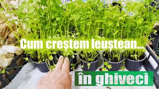 Cum crestem leustean la ghiveci [upl. by Patsis]