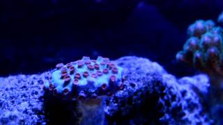 Pocillopora amp Cyphastrea Meteor Shower Coral [upl. by Sharpe]