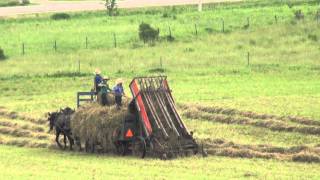 The Amish Way of Making Hay [upl. by Aleac]