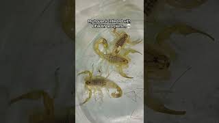 DEADLY SCORPIONS INFESTED MY HOUSE [upl. by Yssor]