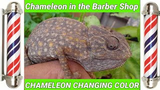 Chameleon Changing Color  Chameleon In The Barbershop [upl. by Ecirtra920]