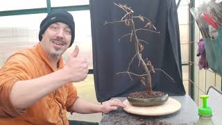 Budget bonsai series Severe root pruning for a hornbeam tree [upl. by Attebasile]