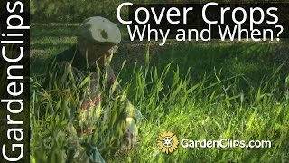 Cover Crops  Which are best When and why to plant them [upl. by Downes]