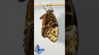 Blue Morpho metamorphosis [upl. by Politi161]