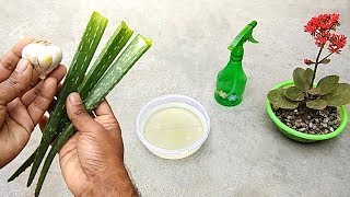 How to make natural pesticide using garlic and aloe vera  Best pesticide for plants [upl. by Bradley765]