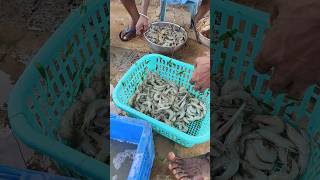 Fishing at Pulicat Lake  Fresh Prawns  Fish nihanthsvlogshortsfishinglakechennaitamilnadu [upl. by Prince]