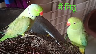 मैं मिठू बोलने वाला तोता 🦜l Parrot Talking Mai Mithu Video [upl. by Anerom]