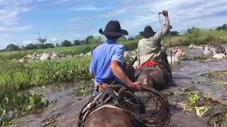 Boiada no pantanal da Nhecolândia Corumbá MS [upl. by Otrebile]