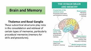 Amnesic Syndrome Presentation [upl. by Warfeld463]