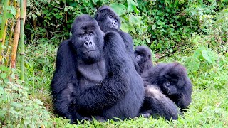 Gorilla trekking in Rwanda epic amp moving adventure [upl. by Gaskin]