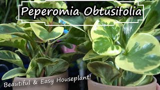 Peperomia Obtusifolia Care  Baby Rubber Plant  Easy Houseplant NonToxic Houseplant [upl. by Kablesh520]