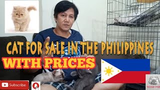 CATS FOR SALE IN THE PHILIPPINES WITH PRICES vlog38 [upl. by Augustine177]