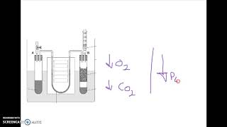 AQA A LEVEL BIOLOGY REQUIRED PRACTICAL 9 RESPIRATION [upl. by Idonna366]