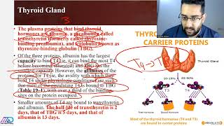 Lect8Thyroid physiologychapter 19صيدلة المرحلة الثانيةالكورس الوزاري [upl. by Aicnarf]