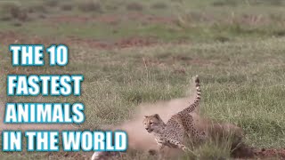 Meet The 10 Fastest Animals in the World 2023 update [upl. by Ahsitul]