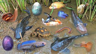 Colorful surprise eggs lobster snake cichlid betta fish turtle butterfly fish pleco squid [upl. by Imre]