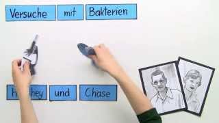 Bakterien  Der Versuch vo Hershey und Chase  Biologie  Genetik [upl. by Tnecnivleahcim]