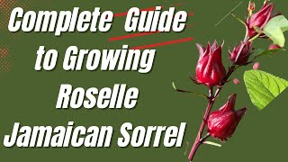 Complete Guide To Growing RoselleJamaican Sorrel [upl. by Tav]