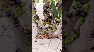 Jaboticaba paulista shortes plantas flores [upl. by Ailegnave916]