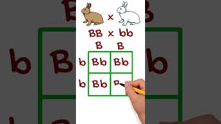 Simple Genetic Cross Example Using Punnett Squares punnettsquare genetics [upl. by Anirb]