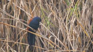 Greater coucal calling [upl. by Odraode]