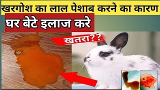 khargosh ka lal peshab karne ka karan  rabbit ke toilet me blood aane ka karan [upl. by Eittel]