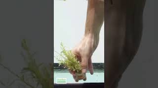 ROTALA ROTUNDIFOLIA GREEN Aquarium Plant For Sale [upl. by Pontone918]