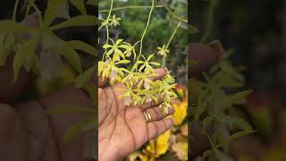 Huge Encyclia spike with gorgeous dainty flowers😍 [upl. by Durwood]