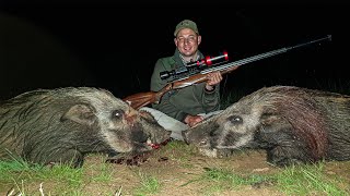 Hunting Large Bushpigs Night Baited Hunt II Bushpig on the Grill [upl. by Ynney]