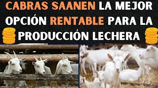 Cabras Saanen La mejor opción rentable para la producción lechera [upl. by Latona]